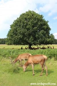 Red deer feeding, Richmond Park