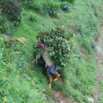 Field worker, Ravangla, Sikkim, India