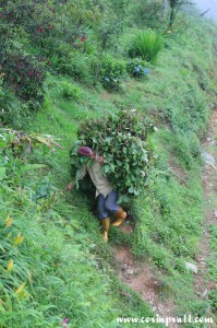 Field worker, Ravangla, Sikkim, India