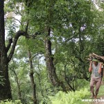 Man carrying wood, Sikkim, India