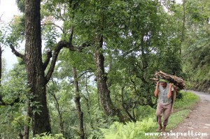 Man carrying wood, Sikkim, India