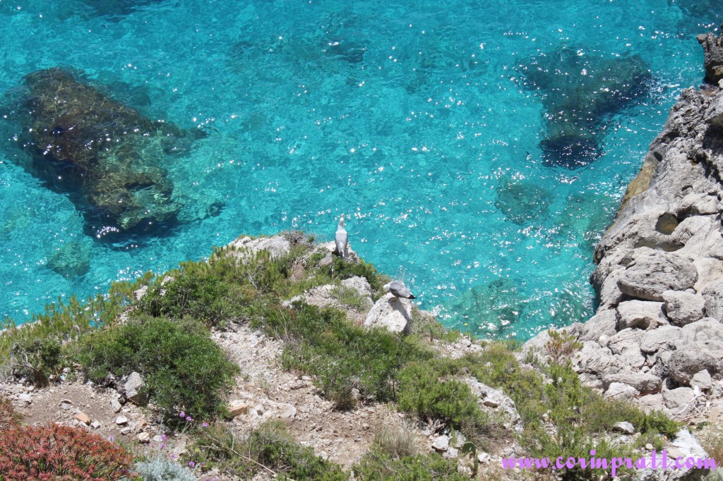 Gulls, Turquoise Water, Capri, Italy
