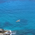 Coast, Gull, Capri, Italy