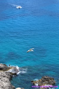 Coast, Gull, Capri, Italy