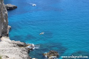 Coast, Gull, Capri, Italy