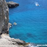 Coast, Gull, Capri, Italy