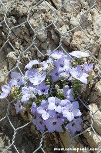 Flowers, Bee, Capri, Italy