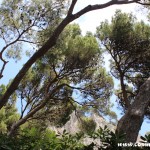Coast, Trees, Capri, Italy