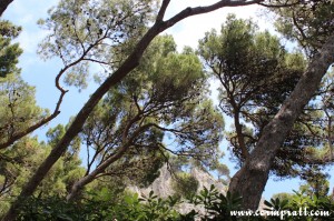Coast, Trees, Capri, Italy