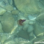 Jellyfish, Capri, Italy