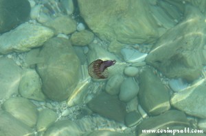 Jellyfish, Capri, Italy