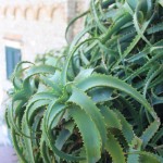 Aloe arborescens plants, Capri, Italy