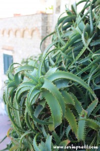 Aloe arborescens plants, Capri, Italy