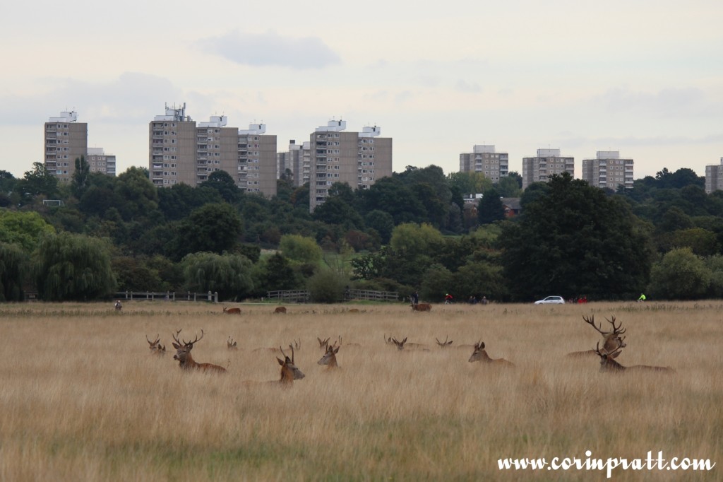 Red deer cityscape, Richmond Park