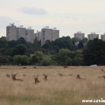 Red deer cityscape, Richmond Park