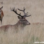 Red deer, Richmond Park