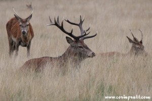 Red deer, Richmond Park