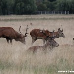 Red deer, Richmond Park