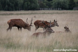 Red deer, Richmond Park