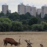 Red deer cityscape, Richmond Park