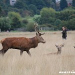 Red deer, stag, rut, Richmond Park