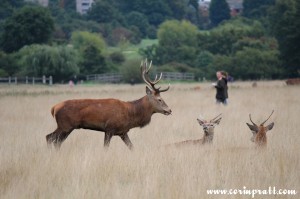 Red deer, stag, rut, Richmond Park