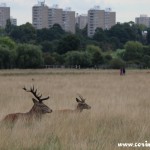 Red deer cityscape, stag, rut, Richmond Park