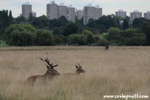 Red deer cityscape, stag, rut, Richmond Park