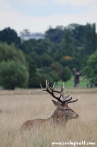 Red deer cityscape, stag, rut, Richmond Park