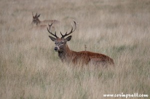 Red deer, stag, rut, Richmond Park