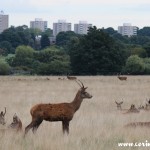 Red deer cityscape, Richmond Park