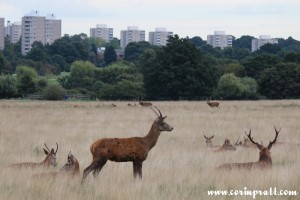 Red deer cityscape, Richmond Park