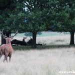 Red deer, stag, rut, Richmond Park