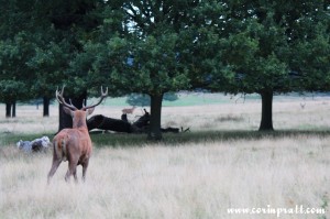 Red deer, stag, rut, Richmond Park