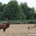 Red deer, stag, rut, Richmond Park