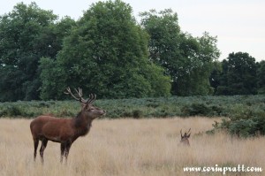 Red deer, stag, rut, Richmond Park