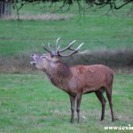 Red deer stag roaring, rut, Richmond Park