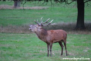 Red deer stag roaring, rut, Richmond Park